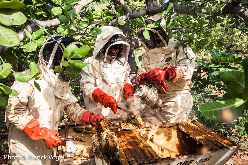 Des ruches pour des groupements de paysannes au Sénégal