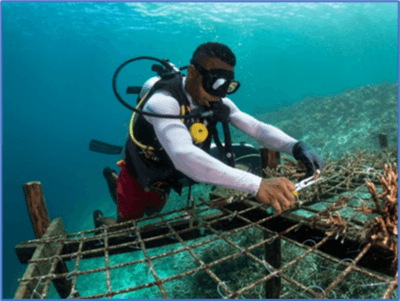 Yaf Keru : Les Jardiniers de Corail