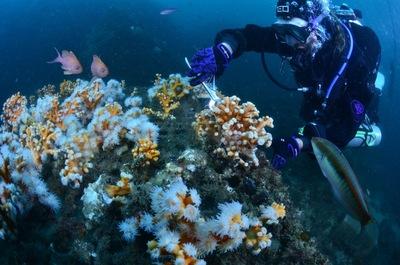 Deep CORE : Restaurons les coraux de Méditerranée