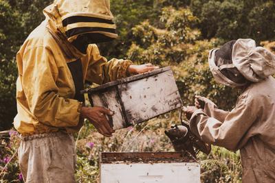Préserver les forêts et les abeilles des Yungas (Bolivie)