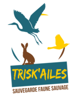 Trisk'ailes