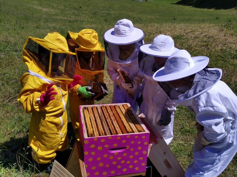 4 nouveaux ruchers communaux installés par Un rêve d'abeilles ! update