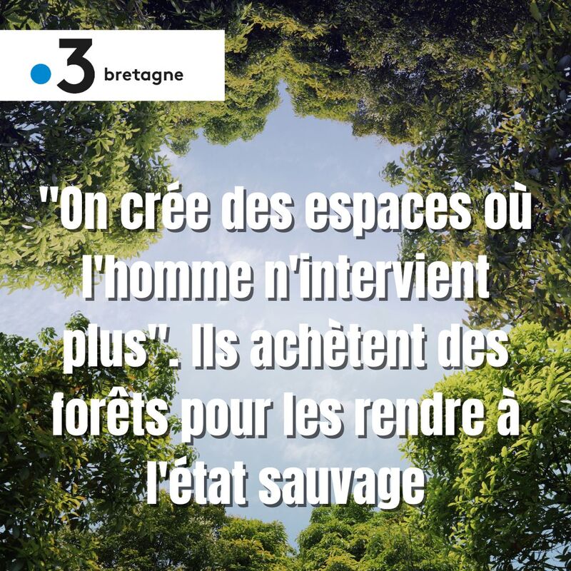 Focus on the free evolution of forests by France 3 Bretagne