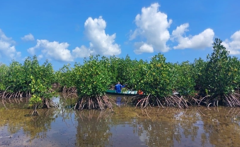 Aidez la Fondation GoodPlanet à réhabiliter la Mangrove à Tanakeke !