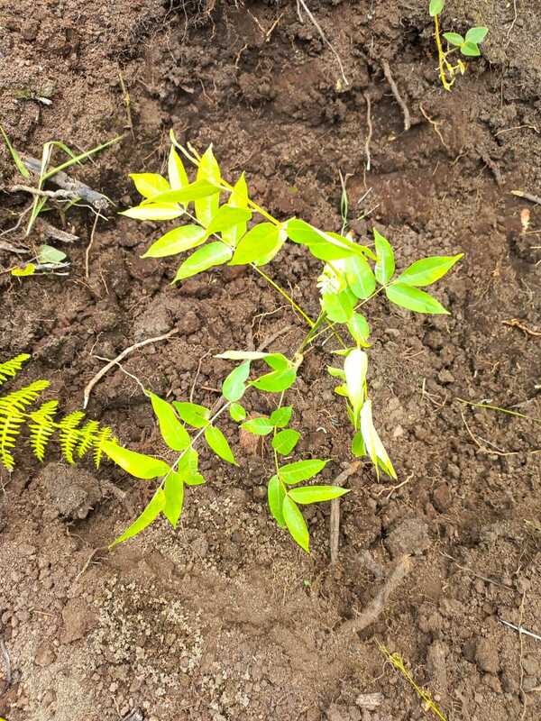 Reforestation in the Yungas! update